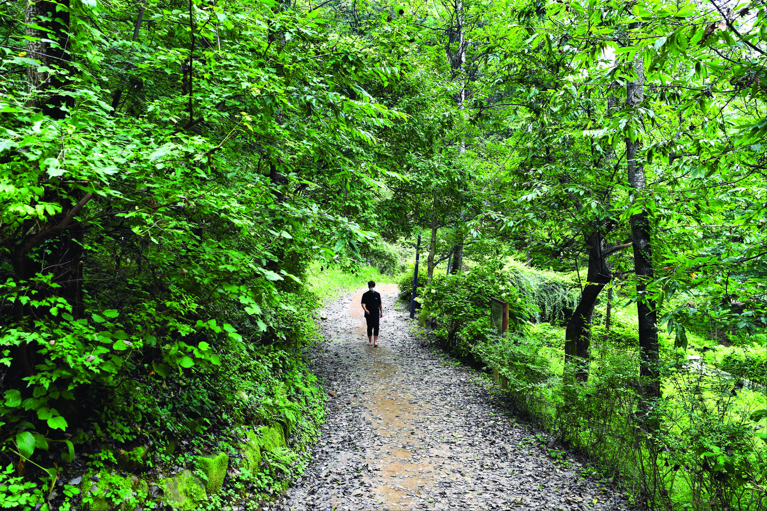 Daemosan Barefoot Walking Trail 2