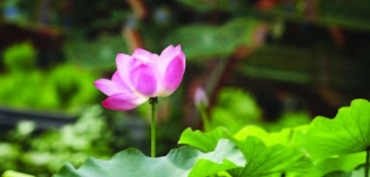 Bongeunsa Healing Meditation Path